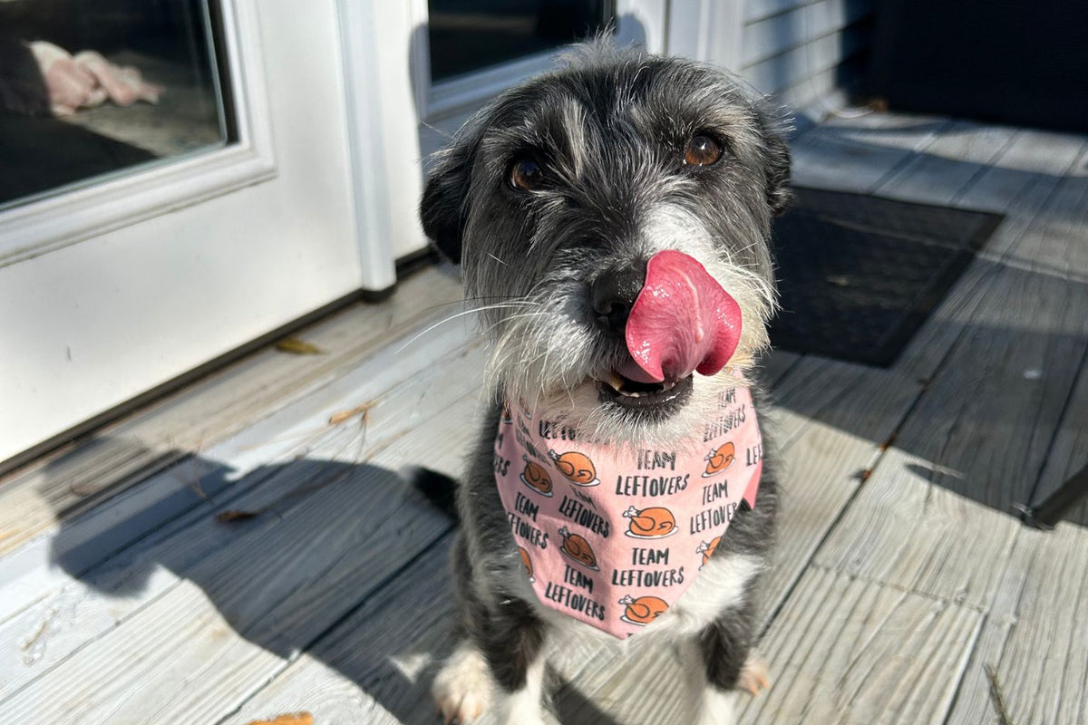 Are Single-Ingredient Dog Treats the Best Healthy Dog Treats? - Farmto-pettreats