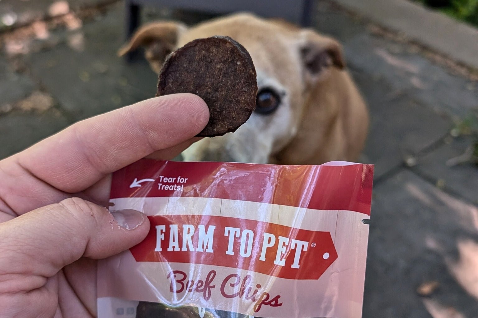 Hand holding a bag of Farmto-pettreats Beef Chip bag and offering a brown and white dog a beef chip.