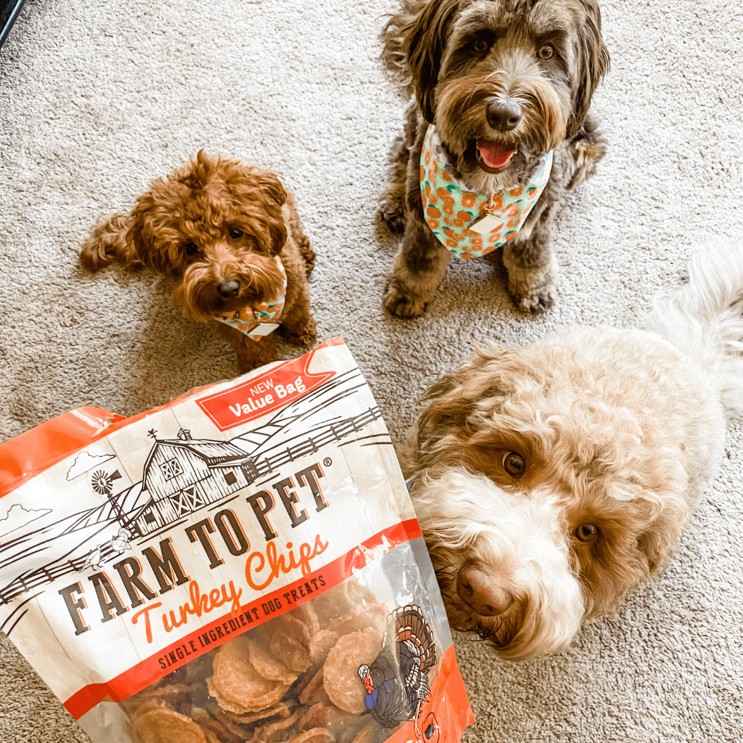 Best New Tech for Pet Owners - Farmto-pettreats