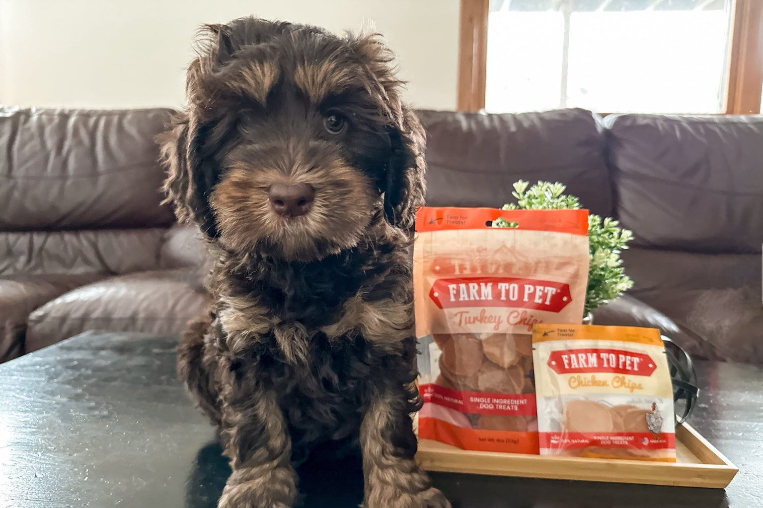 The Best Proteins for  Dogs - Farmto-pettreats