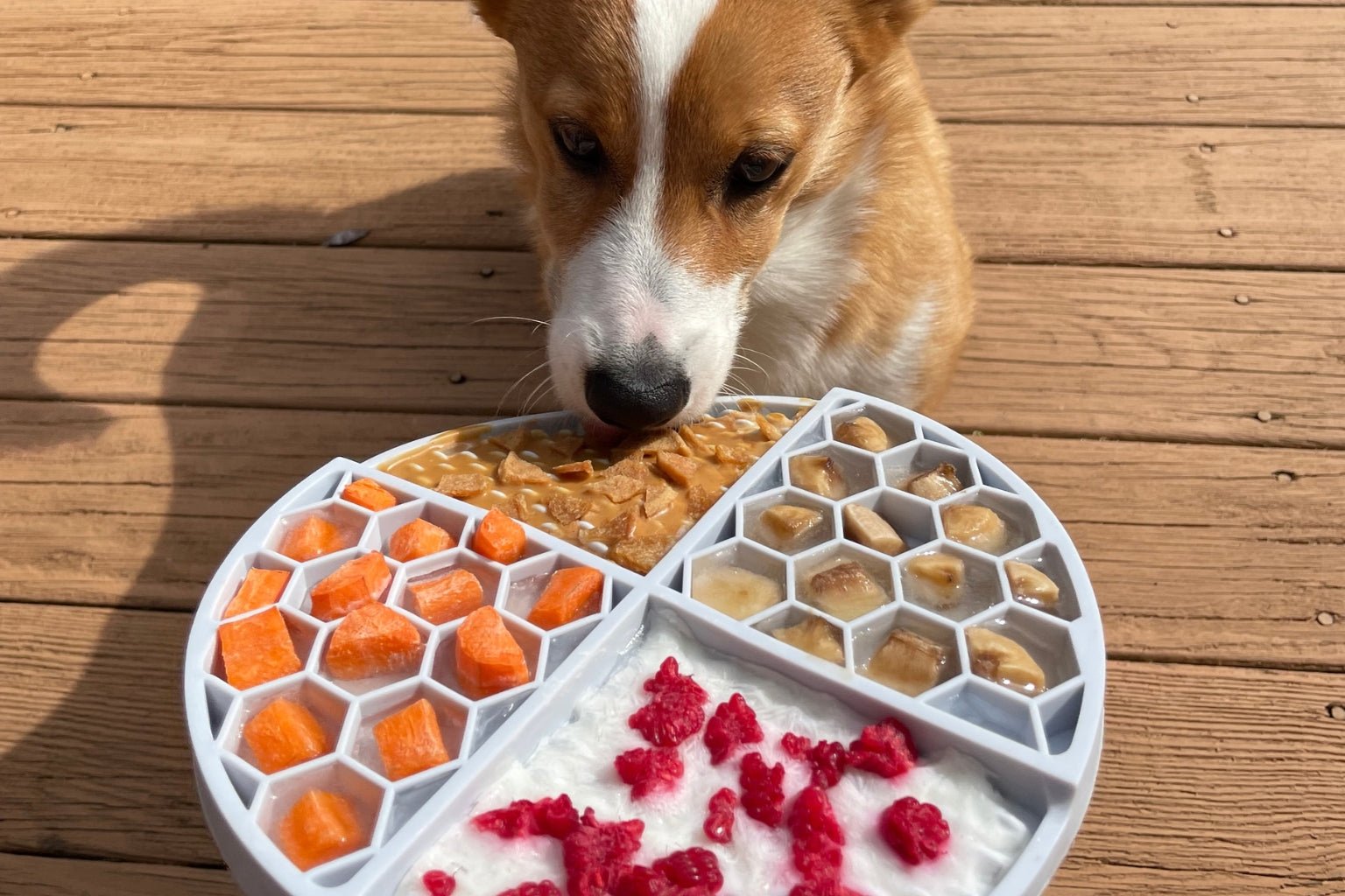 Can Dogs Eat Fruit? - Farmto-pettreats