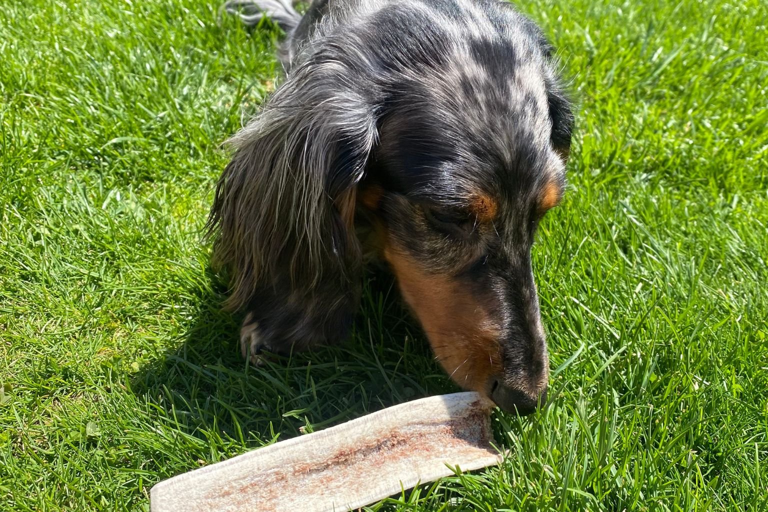 Do Elk Antlers Make A Good Organic Dog Chew? - Farmto-pettreats