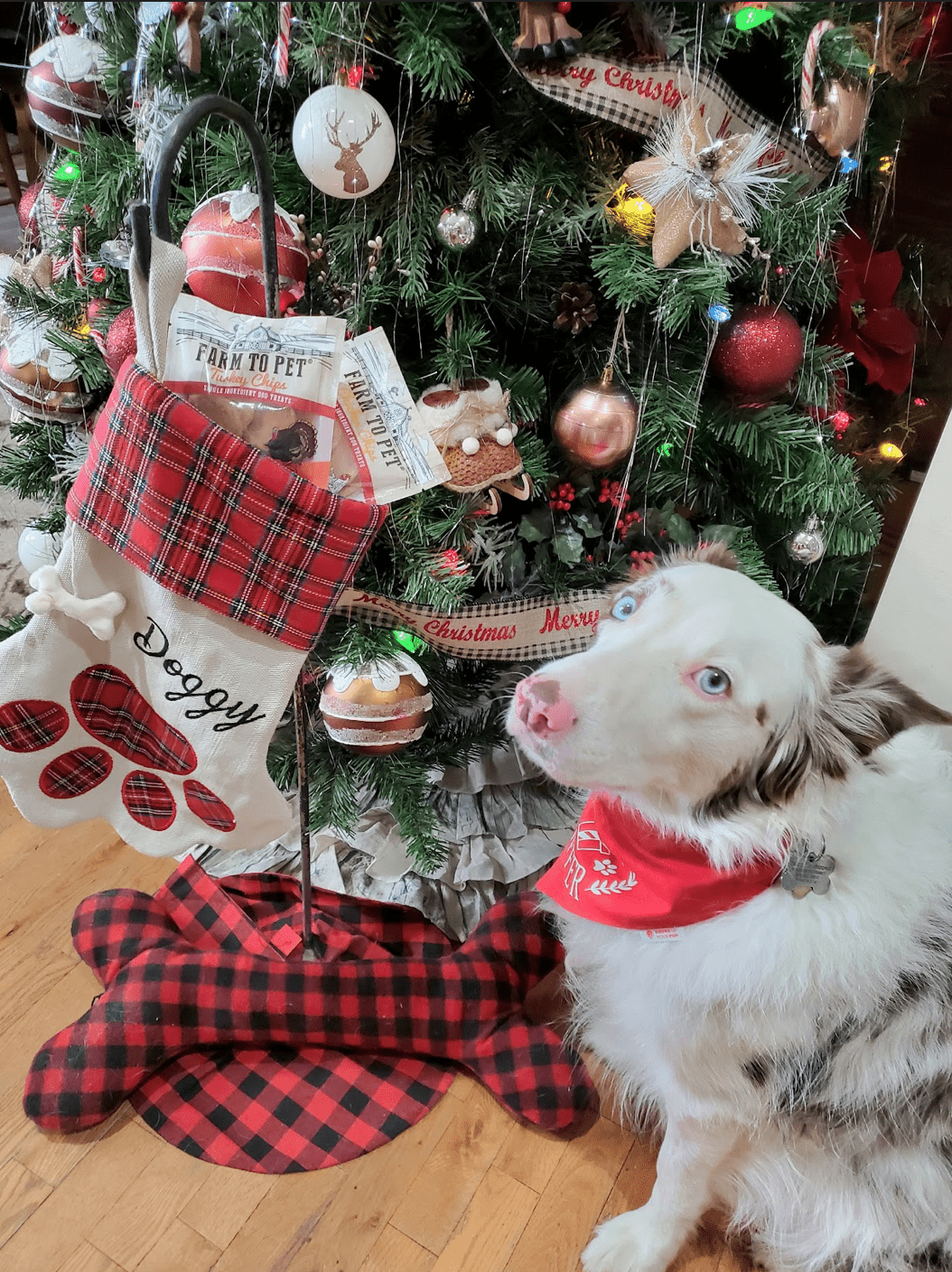 Dog Tips for the Holidays - Farmto-pettreats