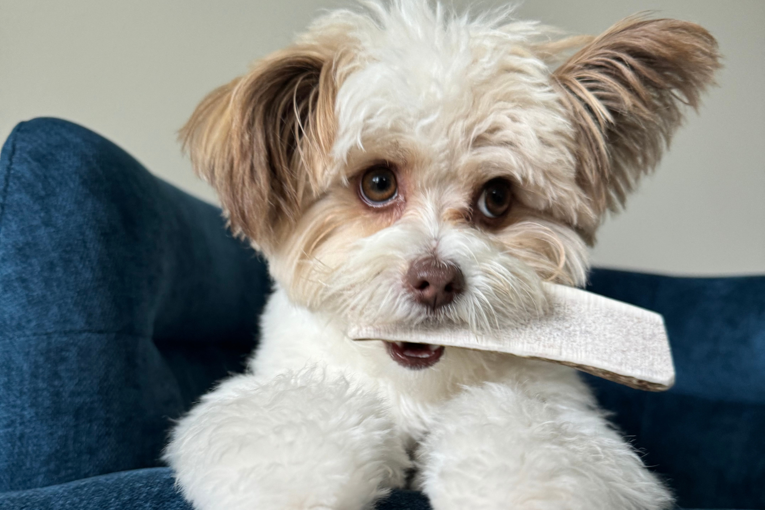 Elk Antlers: The Perfect Chew for Your Dog's Health and Happiness - Farmto-pettreats