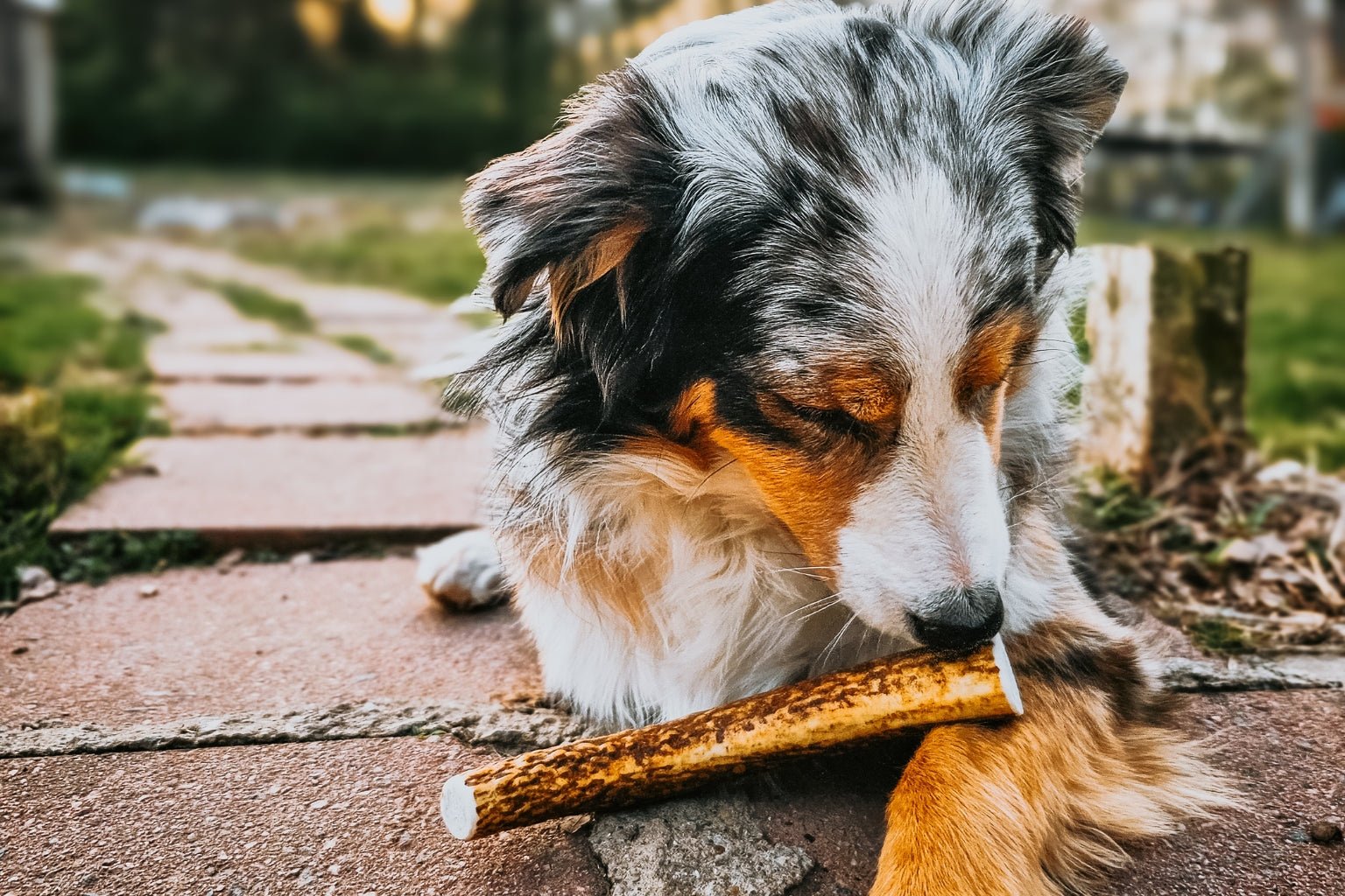 Australian Shephard enjoying a Farmto-pettreats Whole Elk Antler Dog Chew while on a walk outside. 