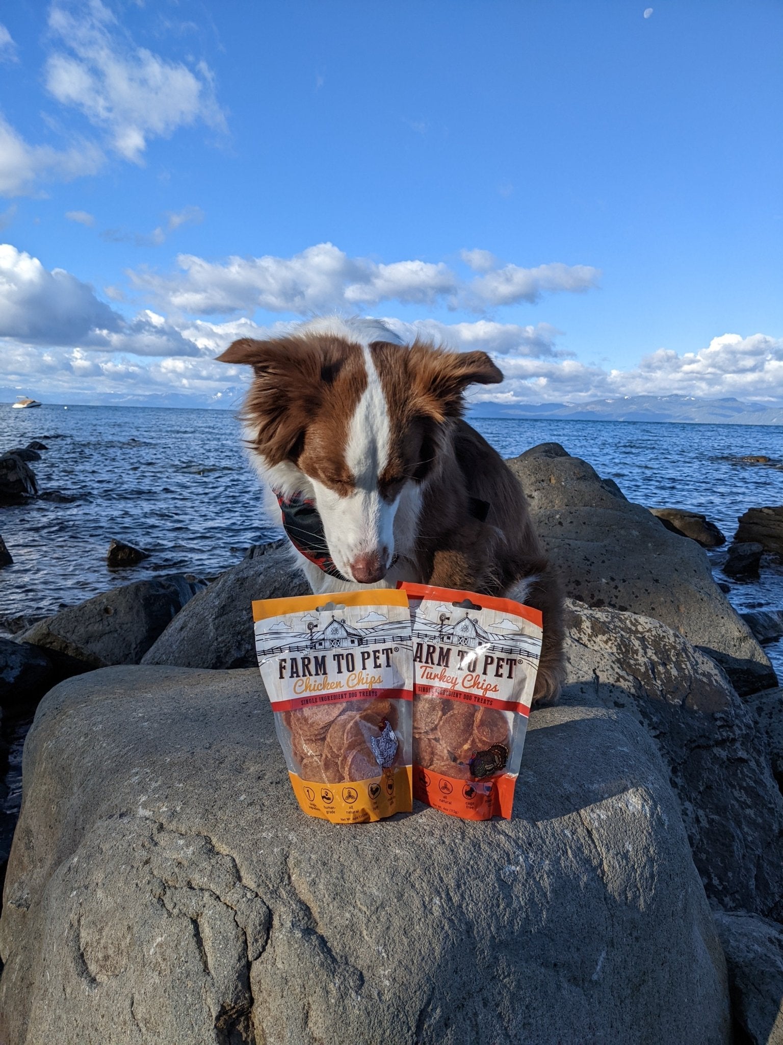 Healthier FURiends this Summer! - Farmto-pettreats