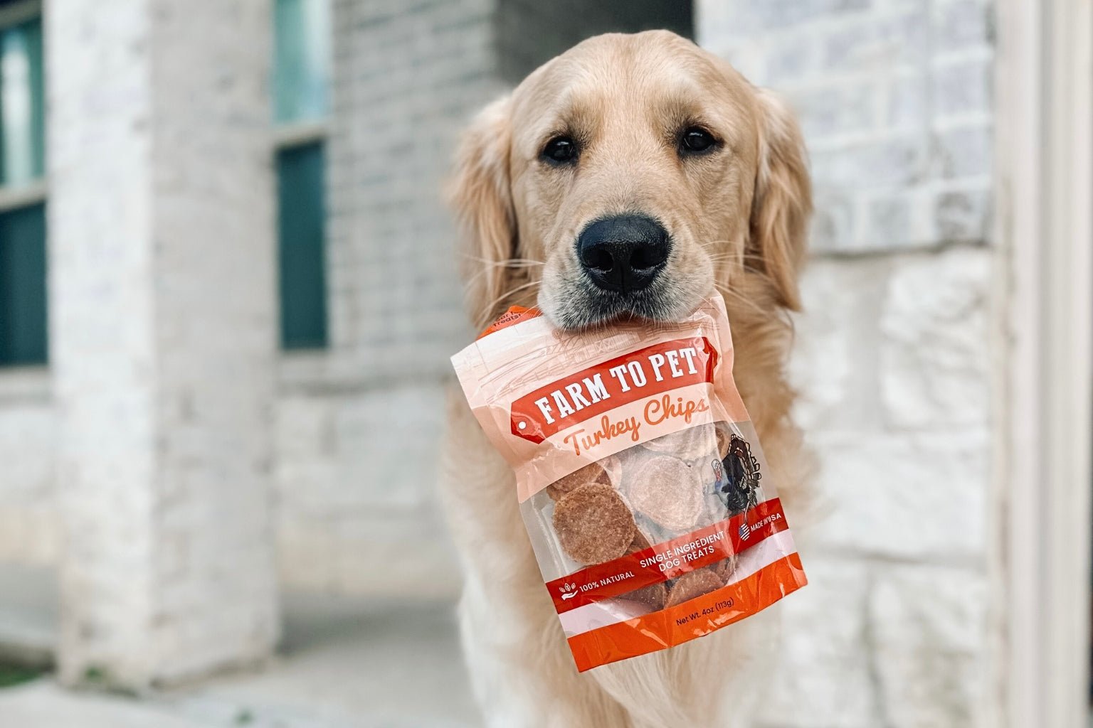 Golden Retriever Dog outside holding a bag of Farmto-pettreats Turkey Chips in his mouth.