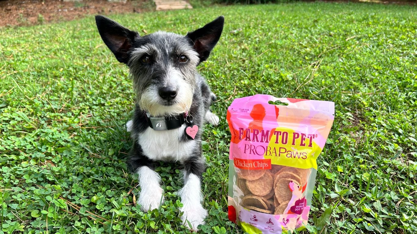 Helping Your Pet Adjust to Change - Farmto-pettreats