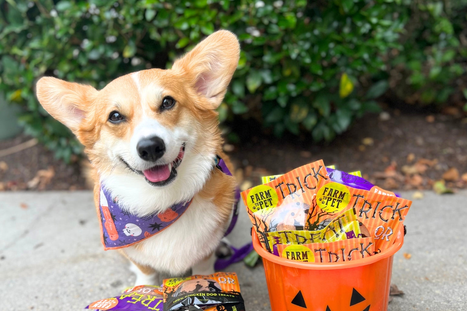 A close up of a Farmto-pettreats Halloween Dog Treats with decorated bags of treats and a cute Corgi dog smiling next to them.