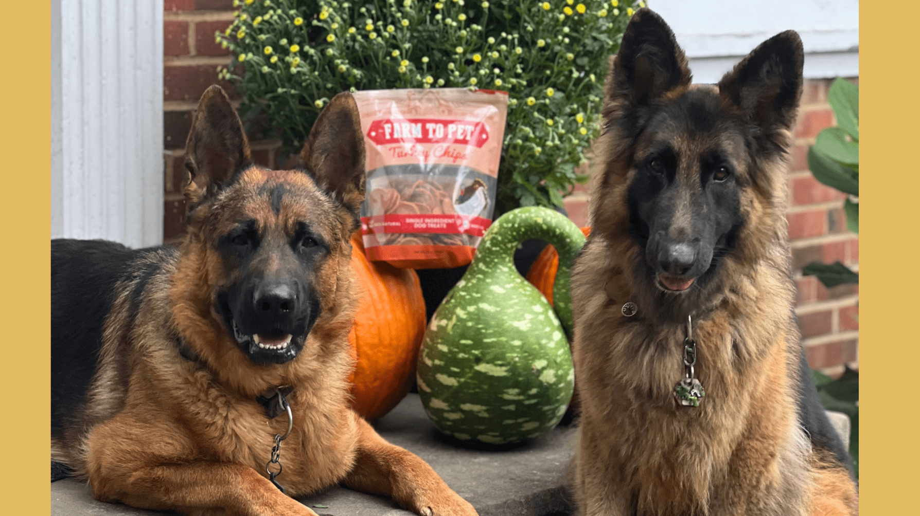 Keeping Your Pup Active In Cool Weather - Farmto-pettreats