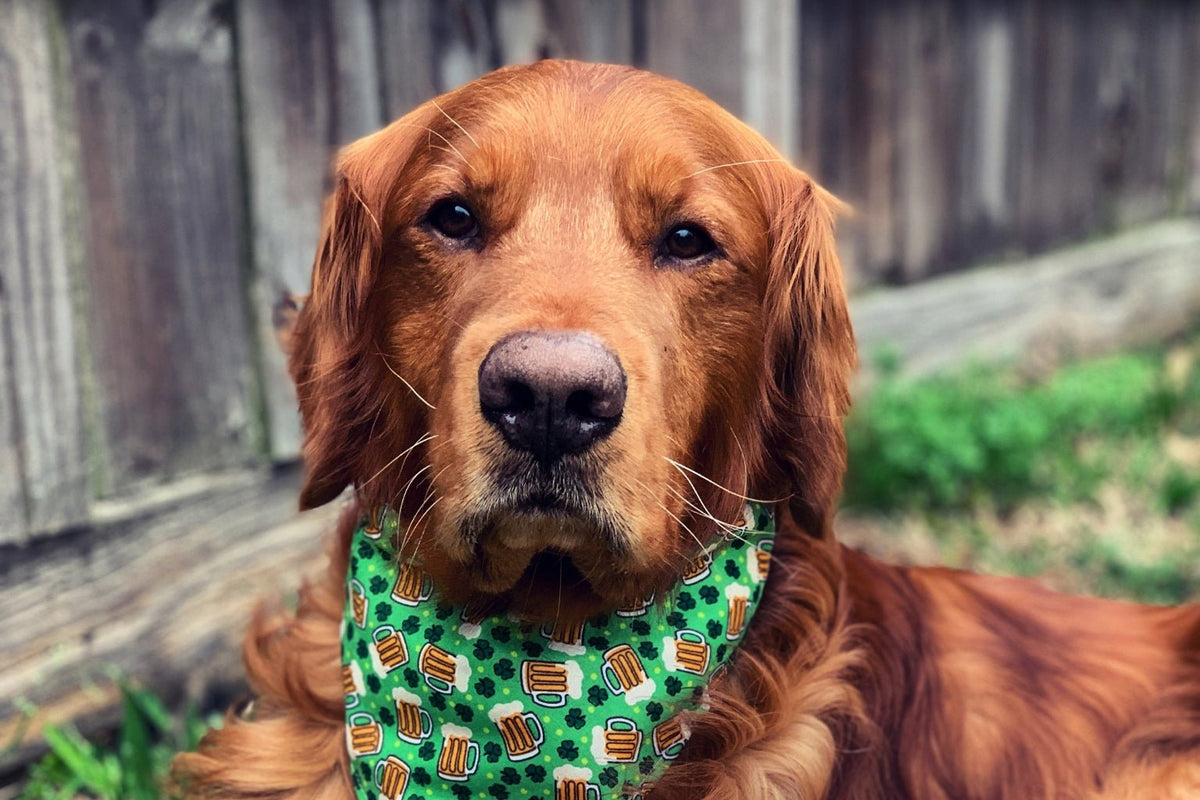 Lucky Dog! 5 Healthy Pet Treat Ideas for St. Patrick’s Day - Farmto-pettreats
