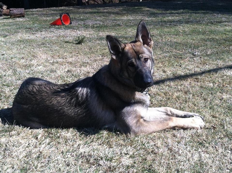 Meet Our FURiend: Soot -- The Hero - Farmto-pettreats