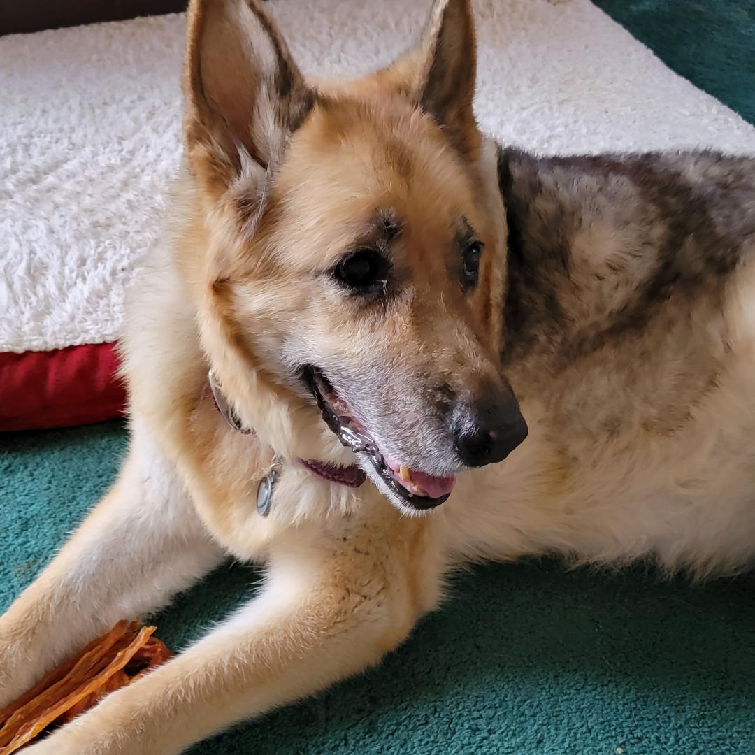 Meet Our FURiend: Sulley Bear - Farmto-pettreats