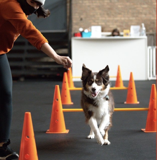 Meet Our FURiends: Bosly's Backyard - Farmto-pettreats