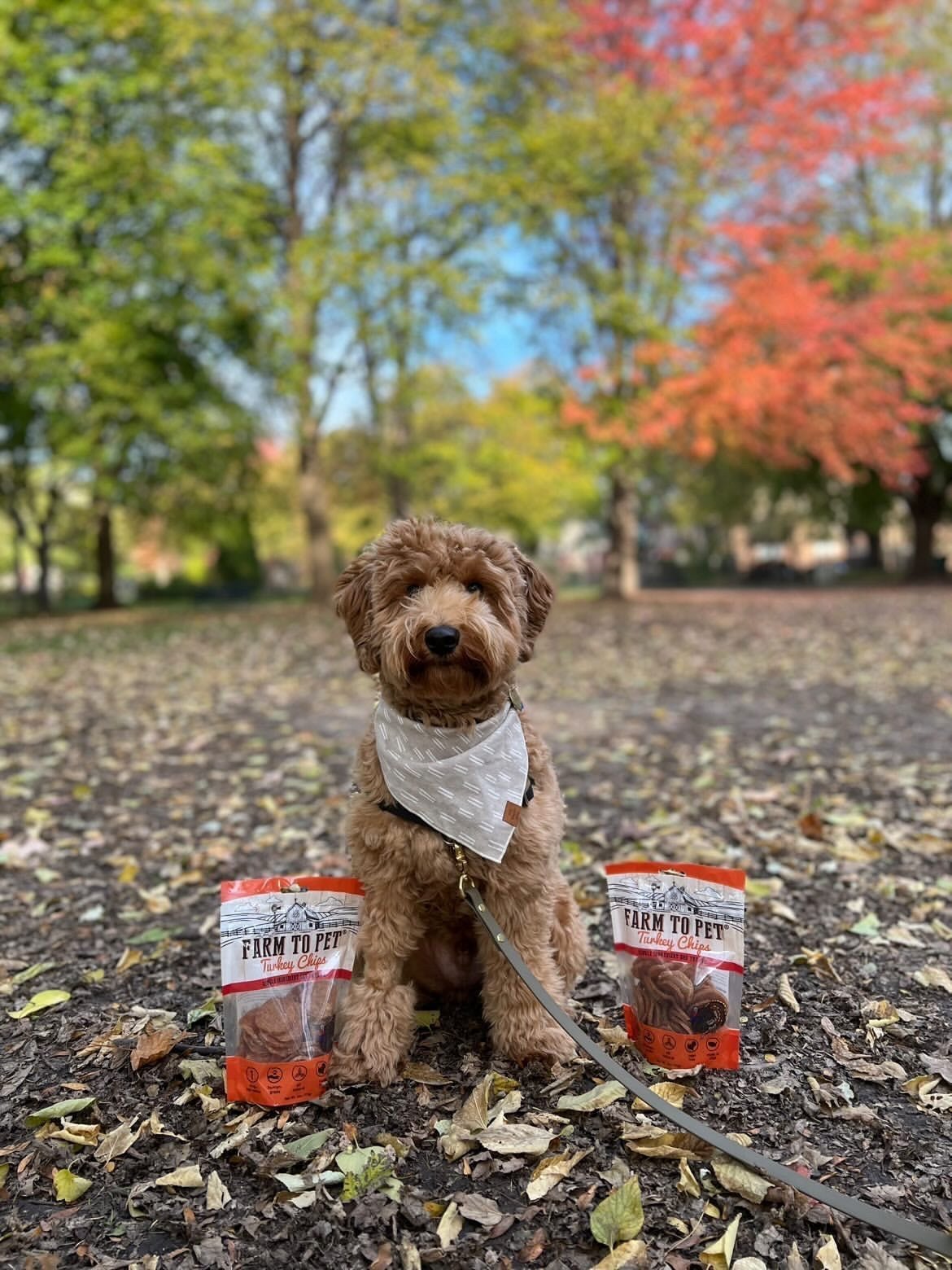 Meet Our FURiends: Brooks and Cassidy - Farmto-pettreats