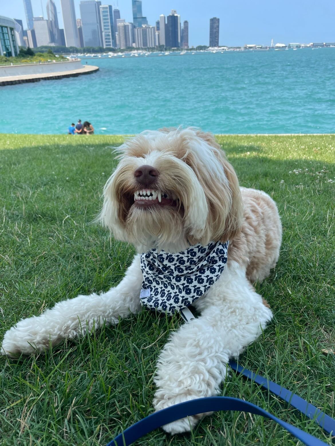 Meet Our FURiends: Henry and Karley - Farmto-pettreats