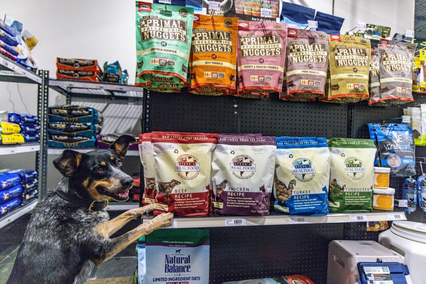 Meet Our FURiends: Mojo Dog Co. - Farmto-pettreats