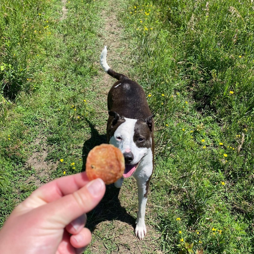 Meet Our FURiends: Swirl and Anna - Farmto-pettreats