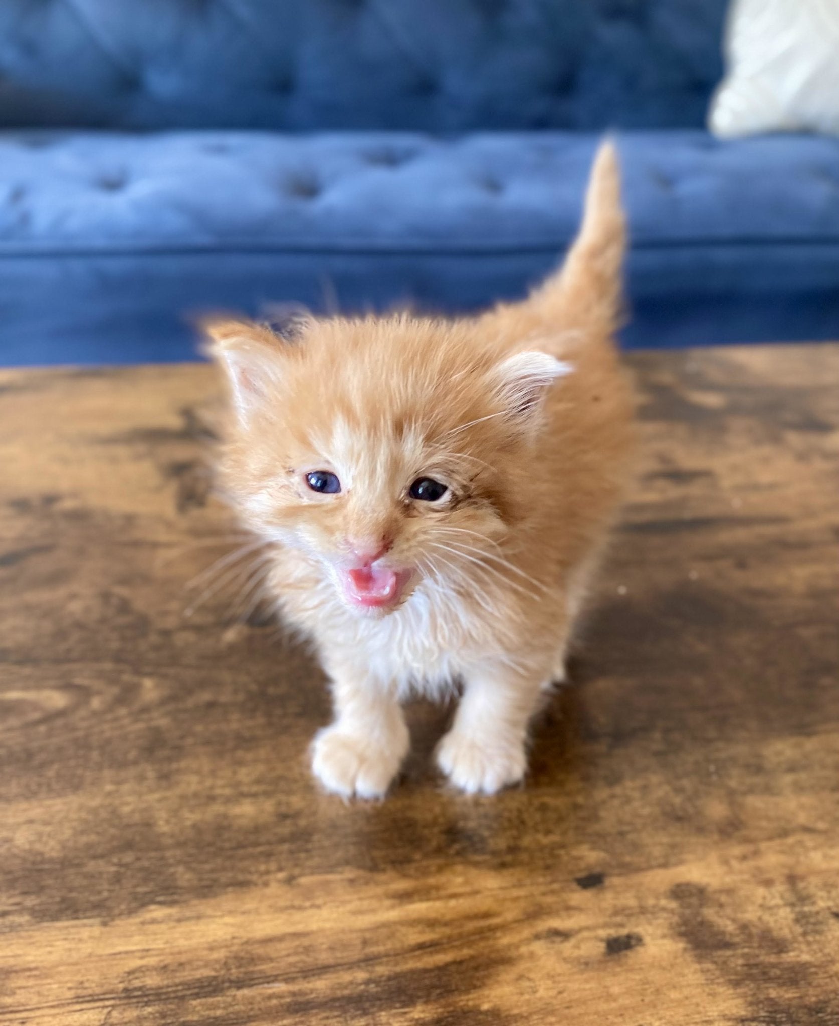 Meet Our FURiends: The Foster Babes - Farmto-pettreats