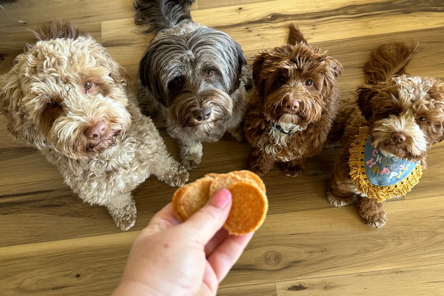 four dogs looking up waiting for a Farmto-pettreats healthy dog treat