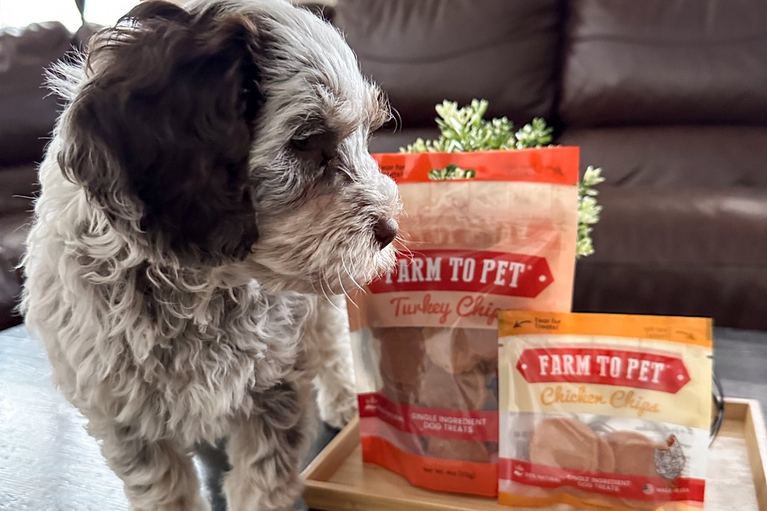 Top New Puppy Gifts from Farmto-pettreats with a puppy looking at bags of Chicken and Turkey Chips.