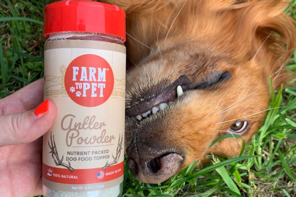 Brown dog lying in the green grass waiting to try his Farmto-pettreats Organic Antler Powder. 