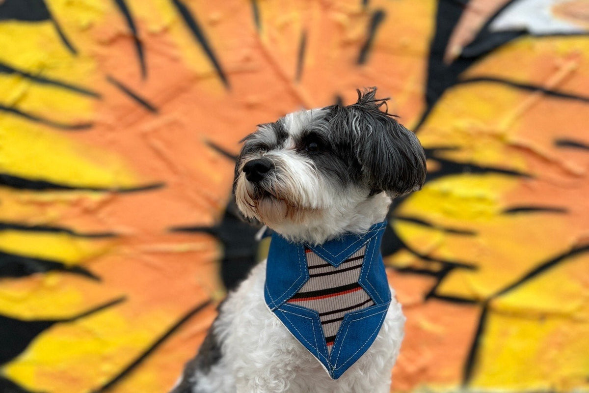 Pupcation 2022! Our Guide to Pet Friendly Dog Vacations - Farmto-pettreats
