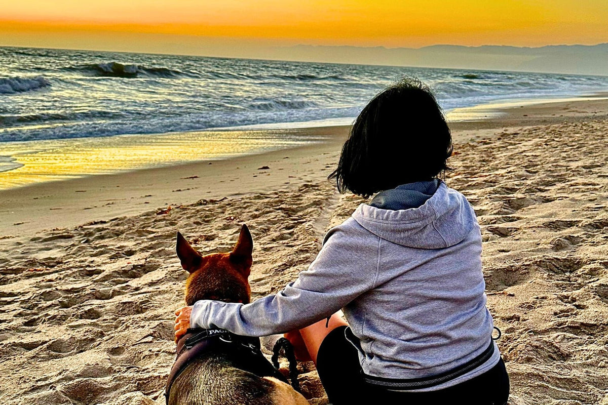 Pupcation 2024! Our Guide to the Top Pet Friendly Vacations - Farmto-pettreats