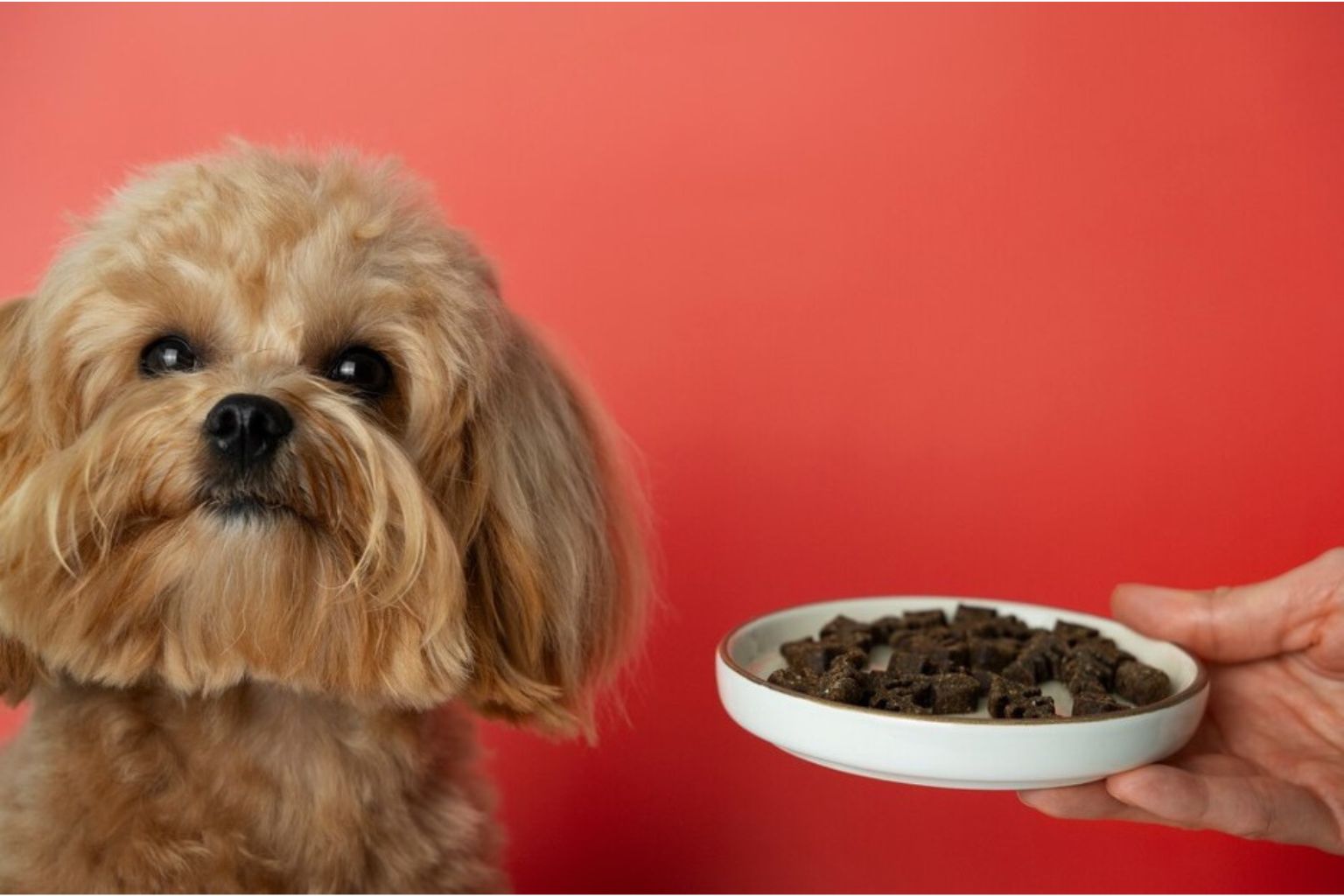 small brown dog waiting for dinner