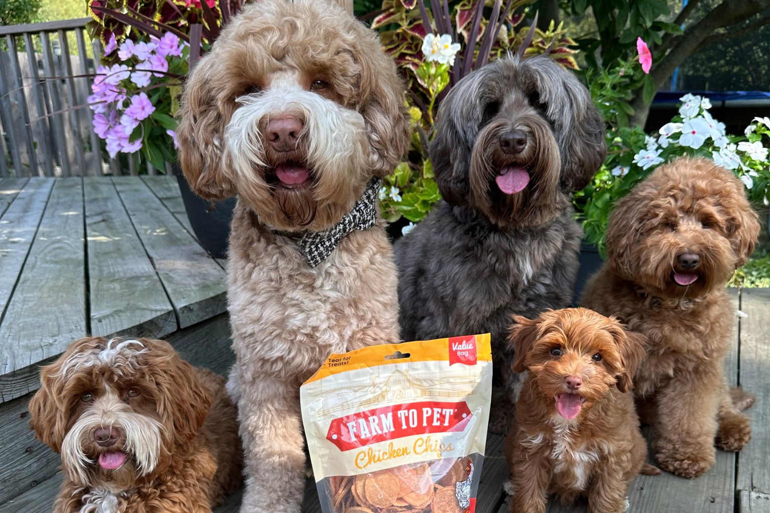 Five doodles of different size and color waiting patiently outside near a bag of Farmto-pettreats Chicken Chips. 