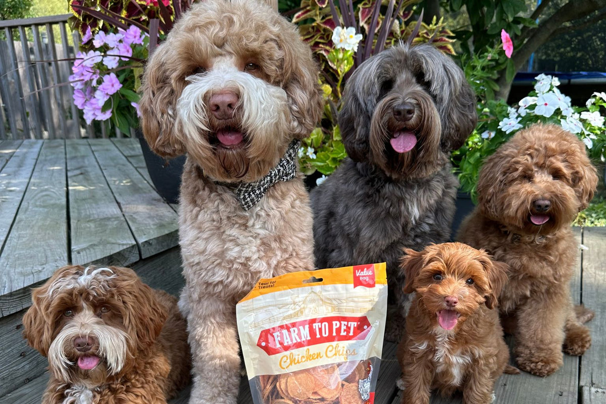 Five doodles of different size and color waiting patiently outside near a bag of Farmto-pettreats Chicken Chips. 