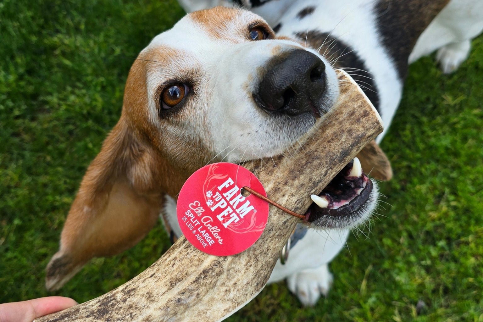 Split or Whole Organic Antler Dog Chews: Which Is Right for Your Dog? - Farmto-pettreats