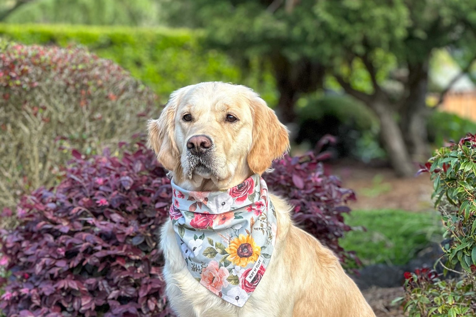 Spring Guide for Dog Gifts - Farmto-pettreats