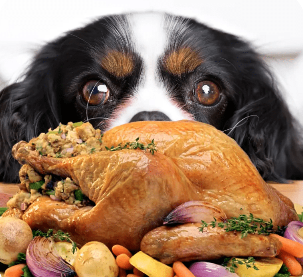 Thanksgiving Food for Dogs - Farmto-pettreats