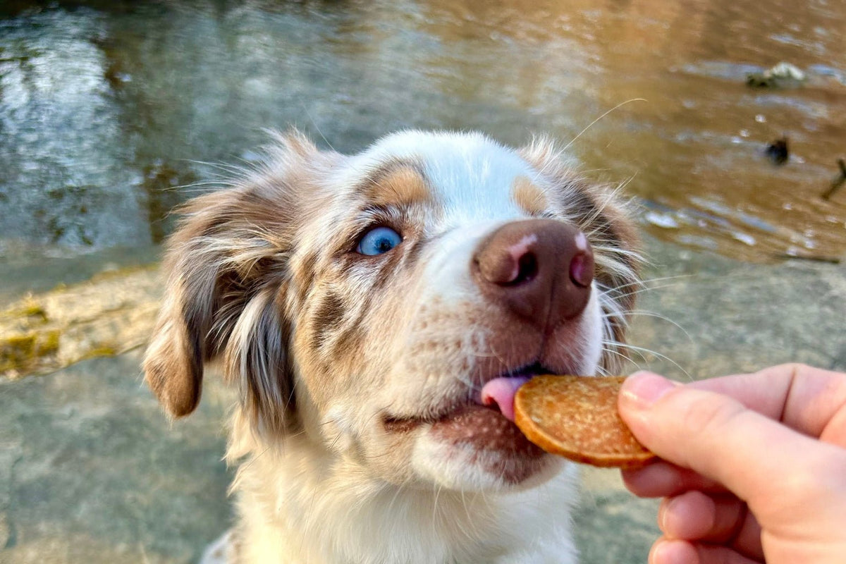 The ABCs of Proper Puppy Nutrition - Farmto-pettreats