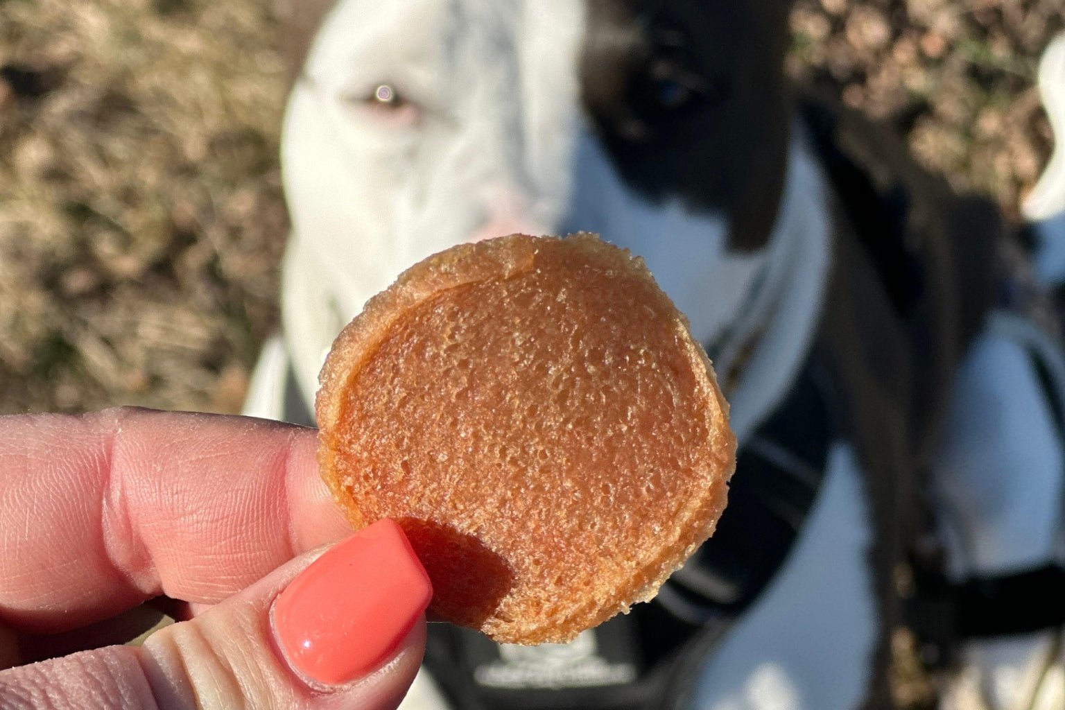 The Rise of Premium Pet Treats: Does Premium Equal Healthy? - Farmto-pettreats