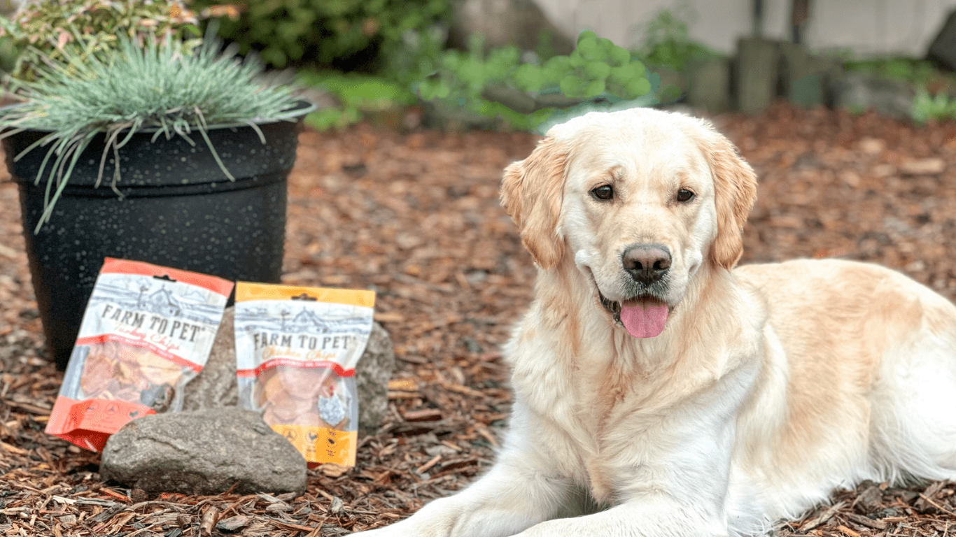 The Top 10 Dogs for Families - Farmto-pettreats