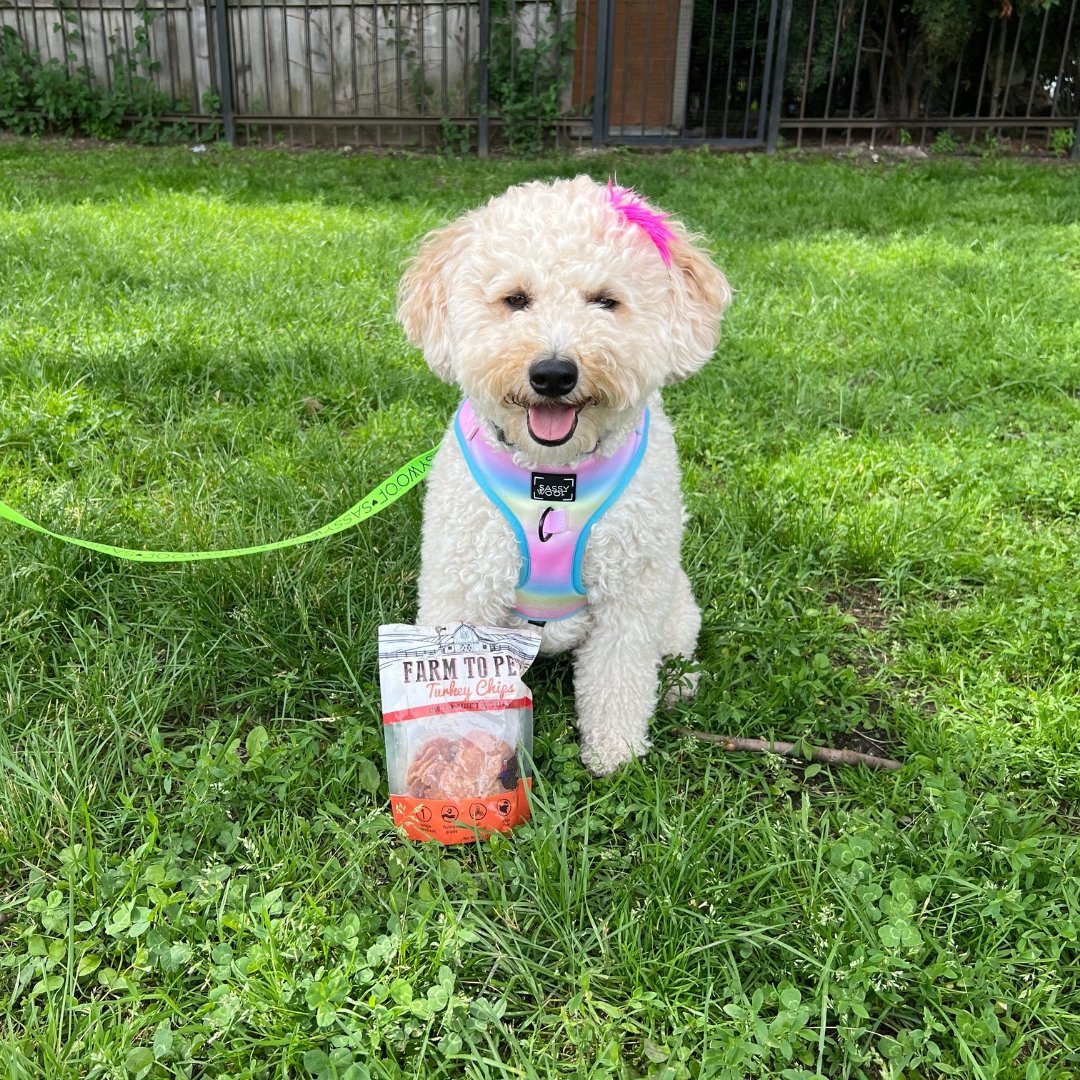 Top Five Summer Activities for You & Your Pup - Farmto-pettreats