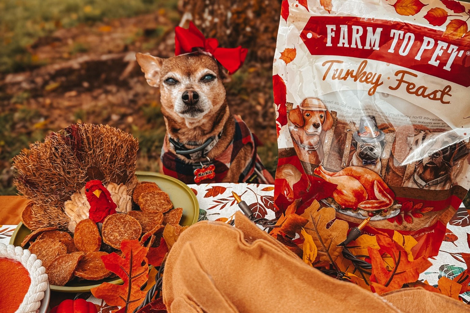 Small brown and white dog surrounded by Thanksgiving decorations and Farmto-pettreats Turkey Feast turkey chips