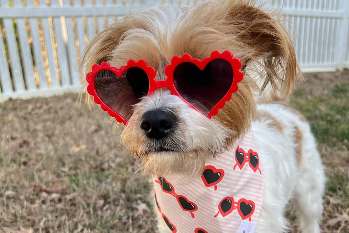 The Love of Pets: Treat Your Fur-ever Valentines on February 14 and Every Day - Farmto-pettreats