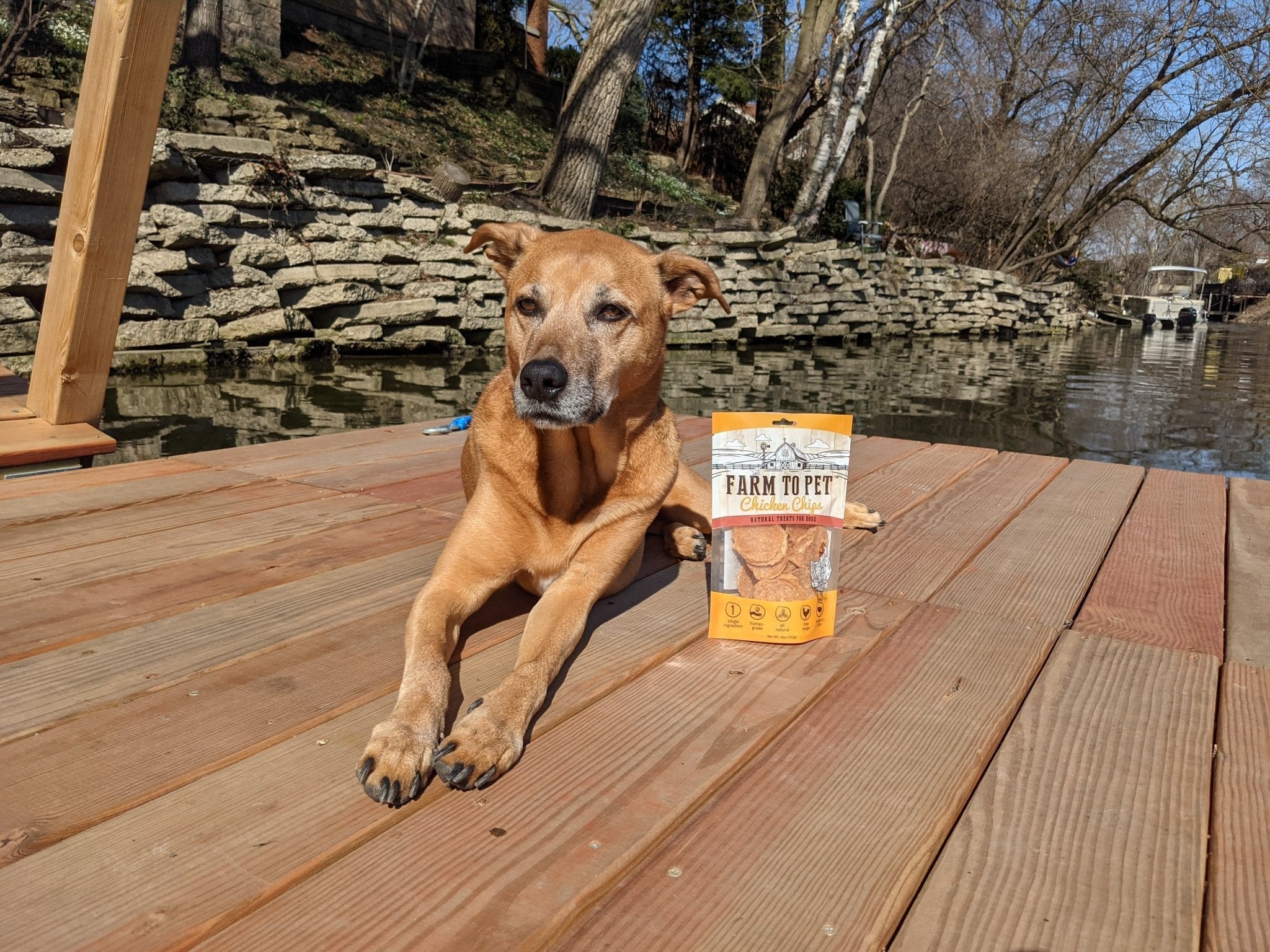 Water Activities for Doggos This Summer - Farmto-pettreats