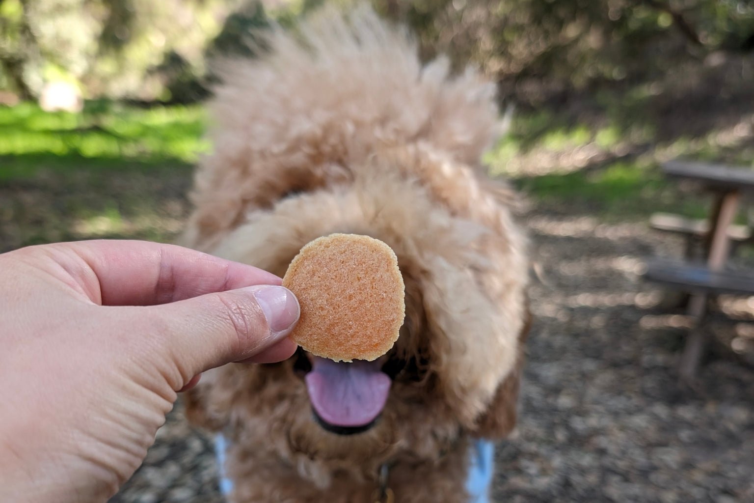 What to Watch for When Shopping for Healthy Dog Treats - Farmto-pettreats