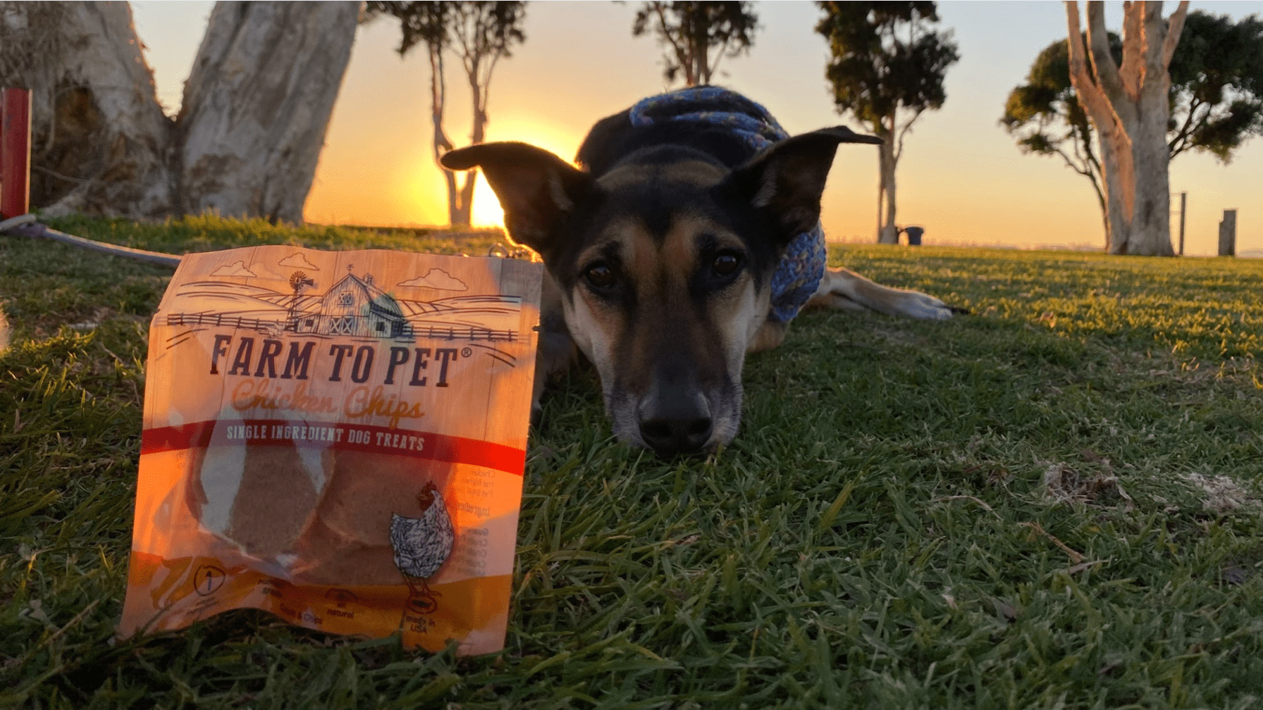 What's the Right Age to Start Training Your Puppy? - Farmto-pettreats