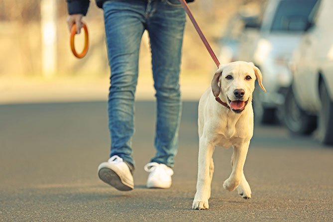 Why Walking with our Dog is Essential? - Farmto-pettreats