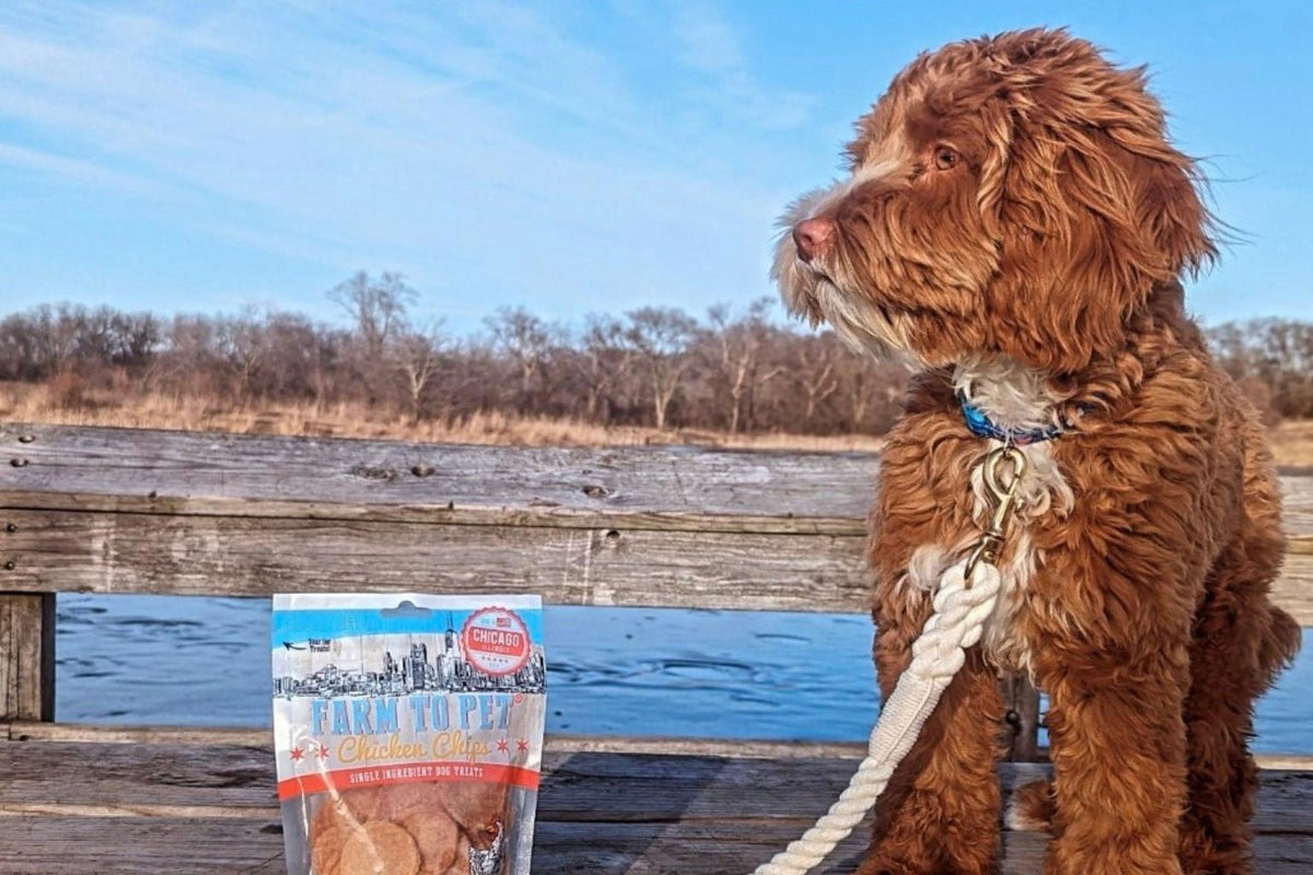 Why Walking your Dog Might Be the Best Healthy Dog Treat of All - Farmto-pettreats