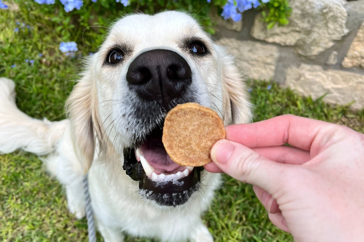 Your Canine's Canines - Dog Dental Health - Farmto-pettreats