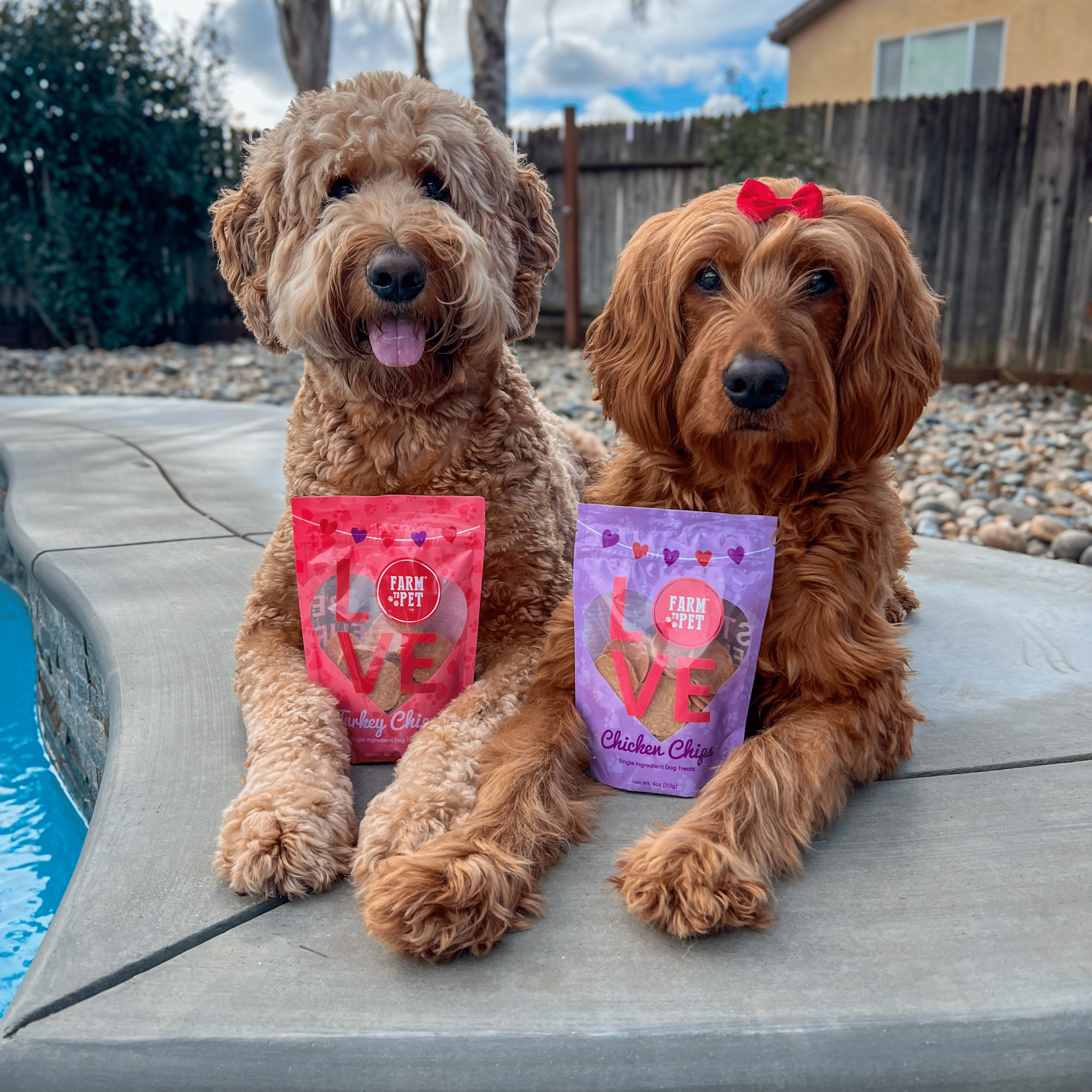 ZZZ Valentine’s Day Pet Gifts