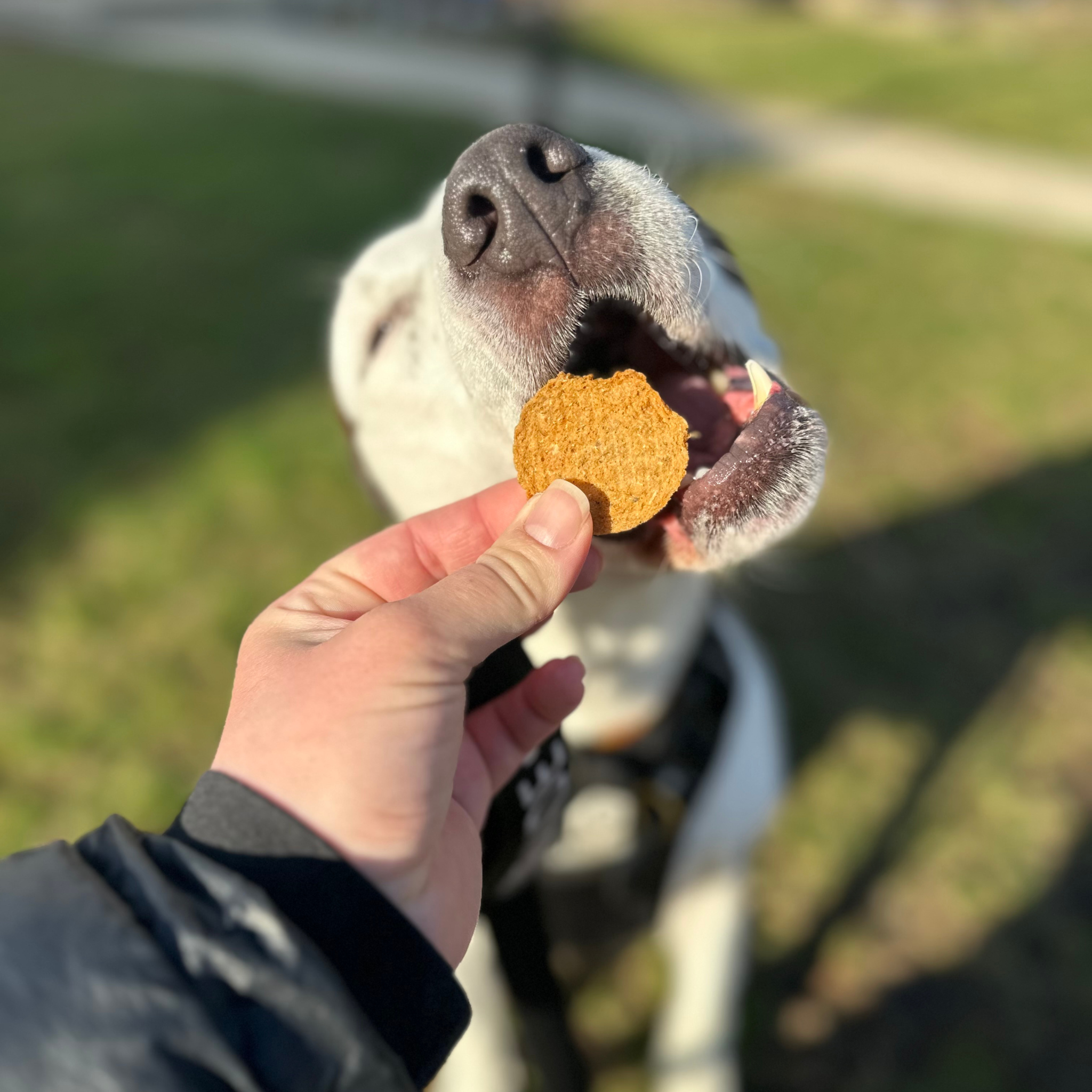 Fish Chips for Dogs | Wild-Caught Fish Dog Treats
