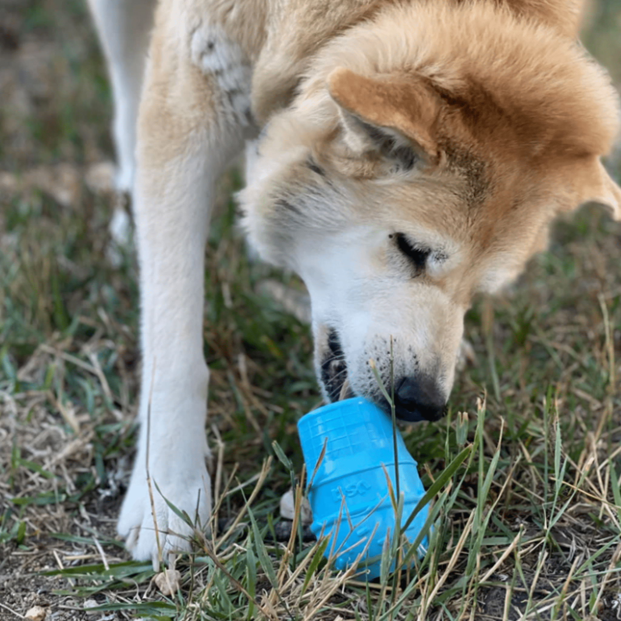 Ice Cream Dog Treat Dispenser