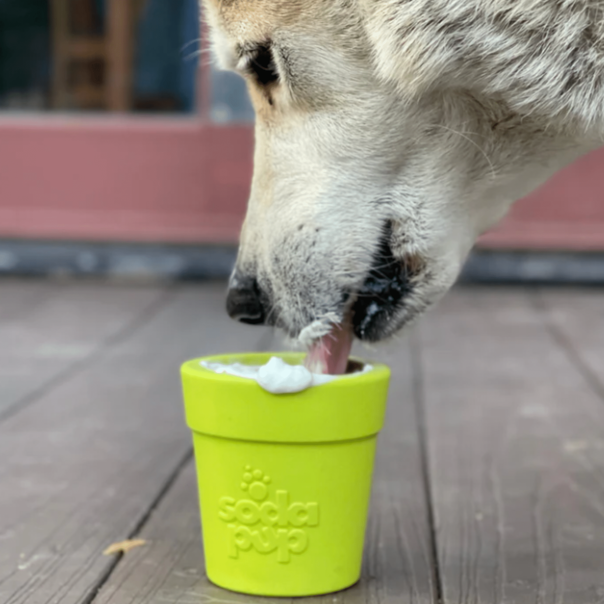 Flower Pot Dog Treat Dispenser
